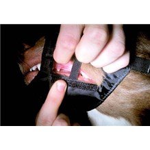 C Muzzle With Mouth Flap, Size 0